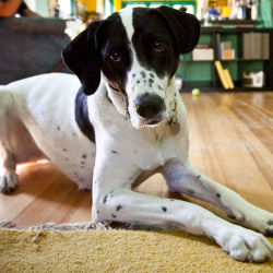 DogWatch Down East, Greenville, North Carolina | Indoor Pet Boundaries Contact Us Image