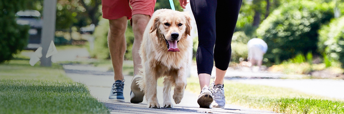 DogWatch Down East, Greenville, North Carolina | SideWalker Leash Trainer Slider Image