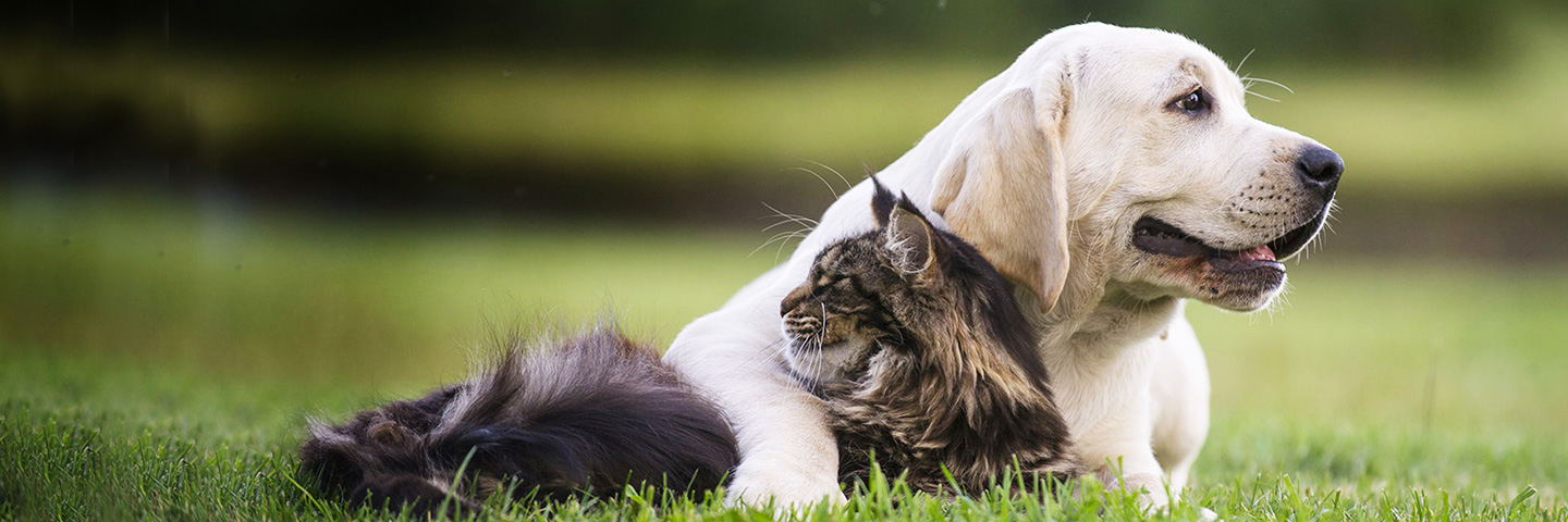 DogWatch Down East, Greenville, North Carolina | Cat Fences Slider Image